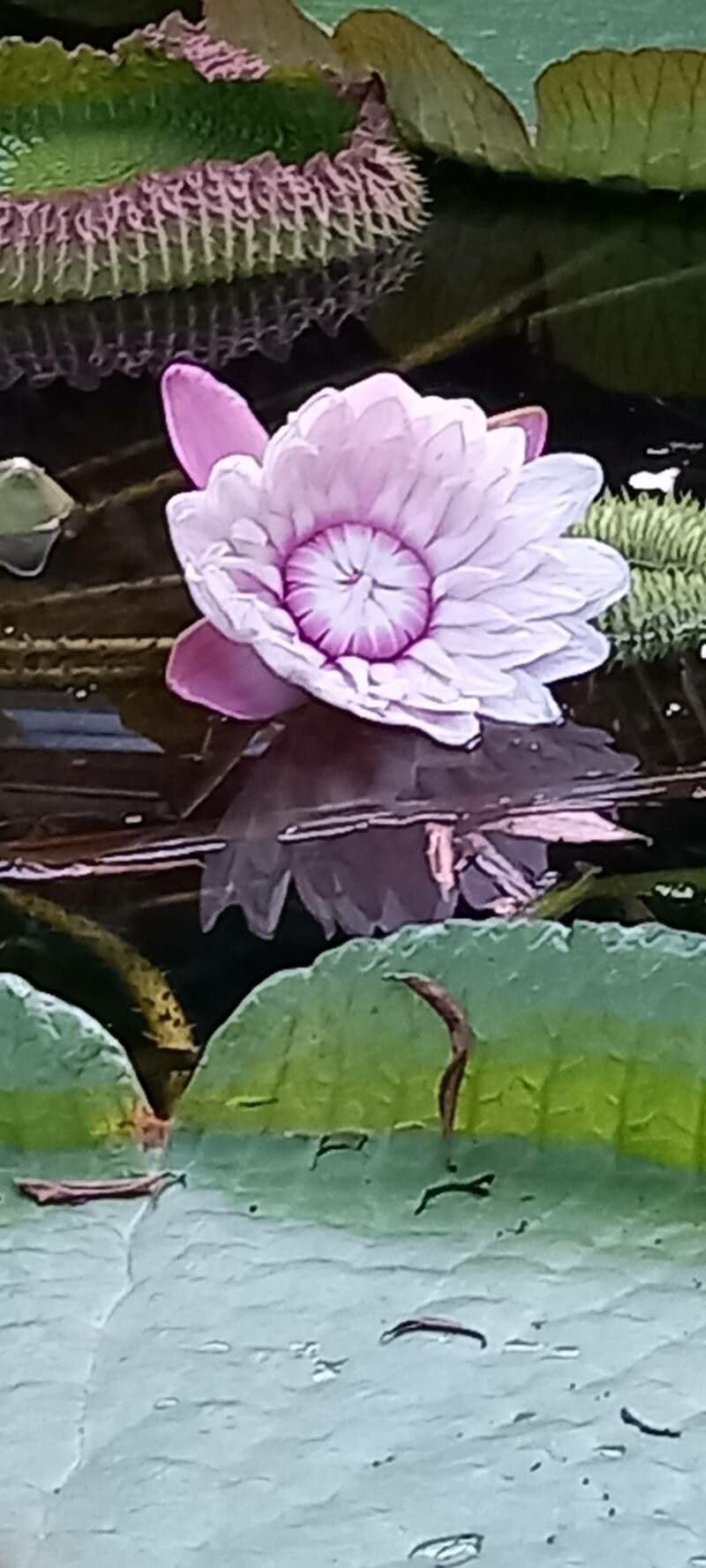 Victoria amazonica