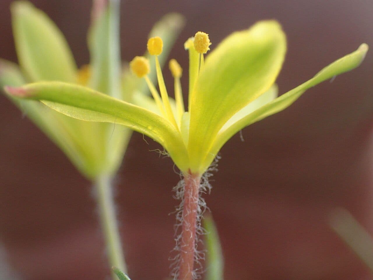 Gagea lacaitae