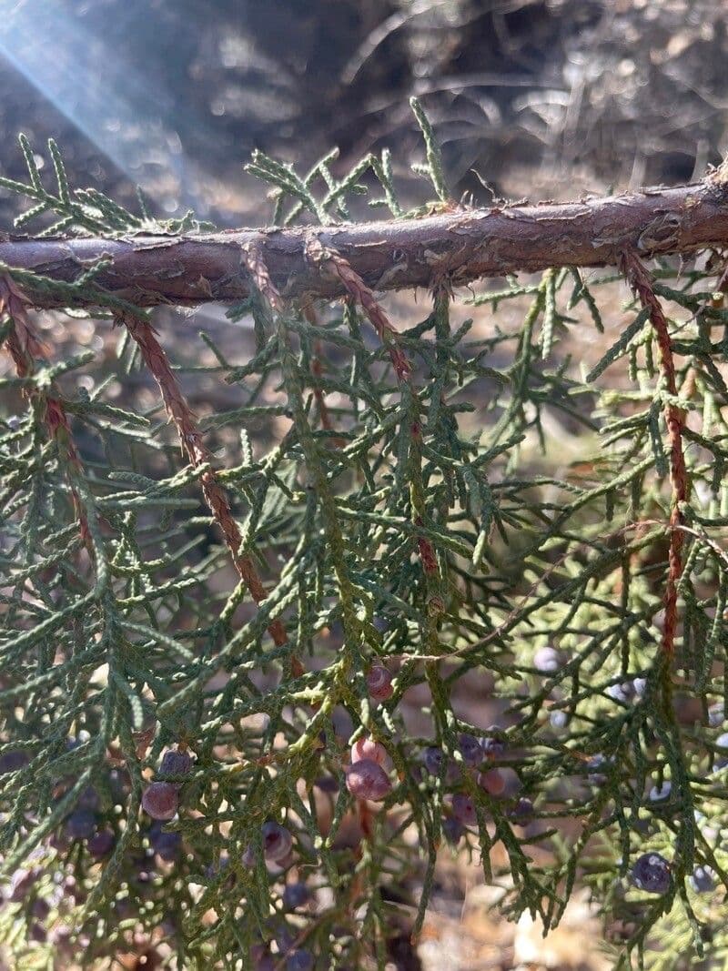 Juniperus deppeana