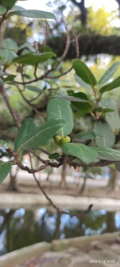 Ficus thonningii