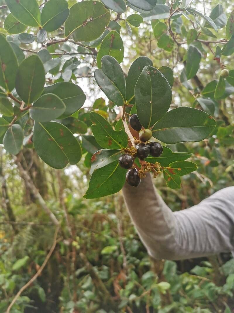 Doratoxylon apetalum