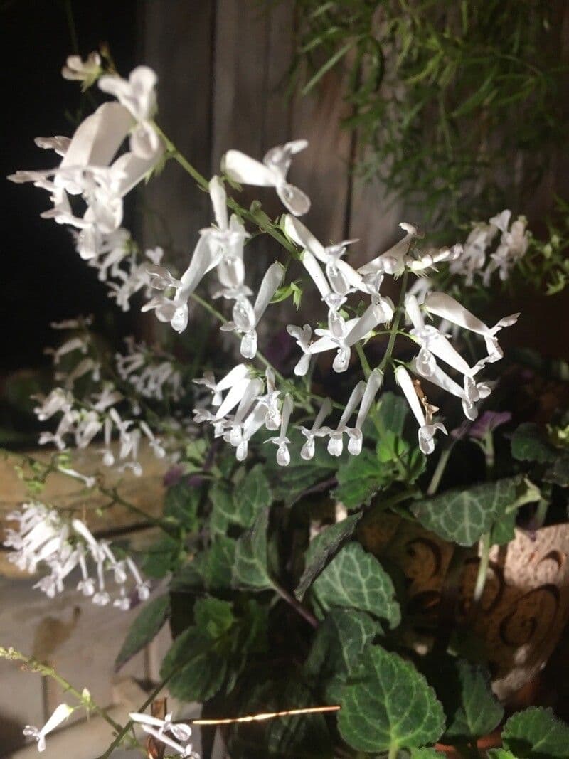 Plectranthus verticillatus