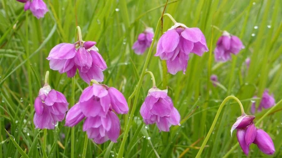 Allium narcissiflorum