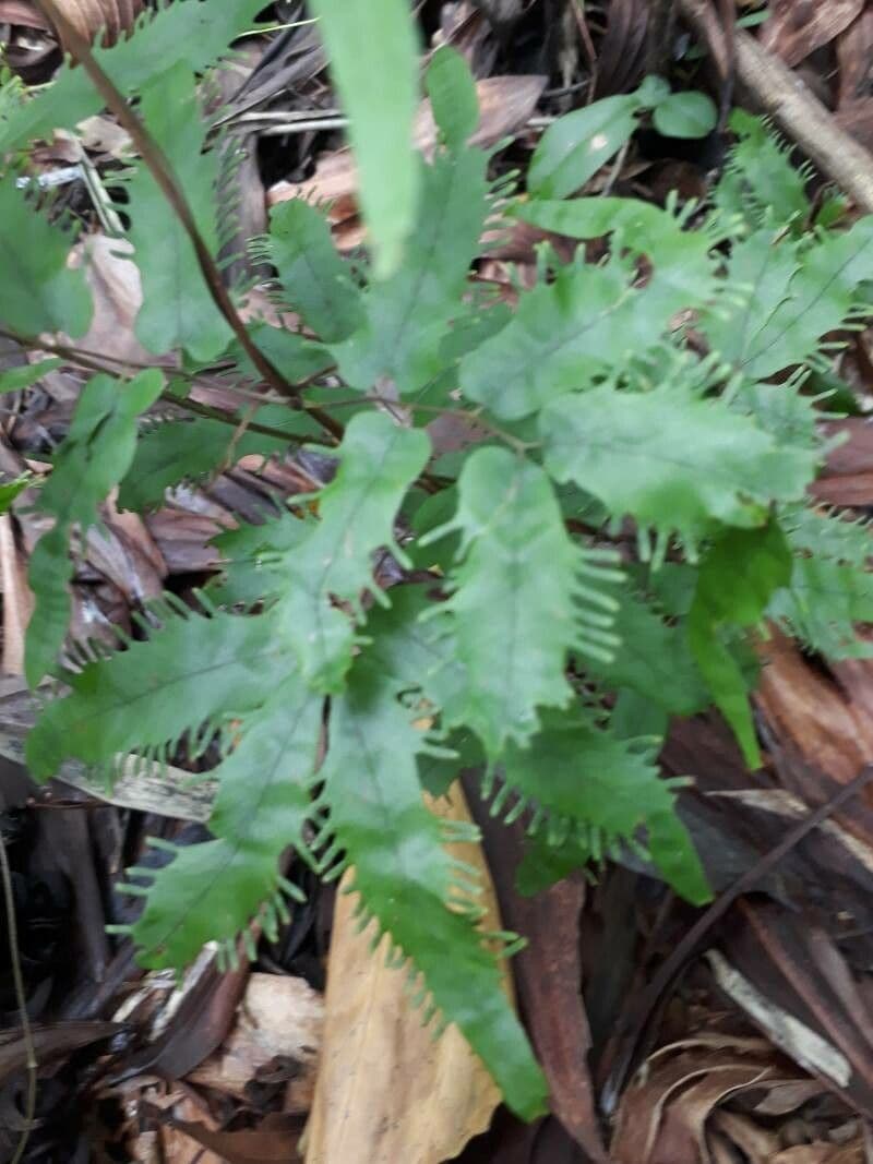 Lygodium venustum