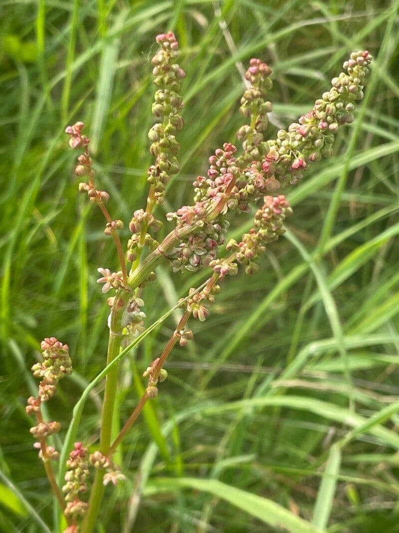 Rumex acetosa