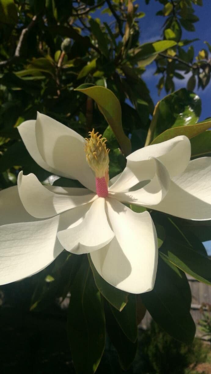 Magnolia virginiana