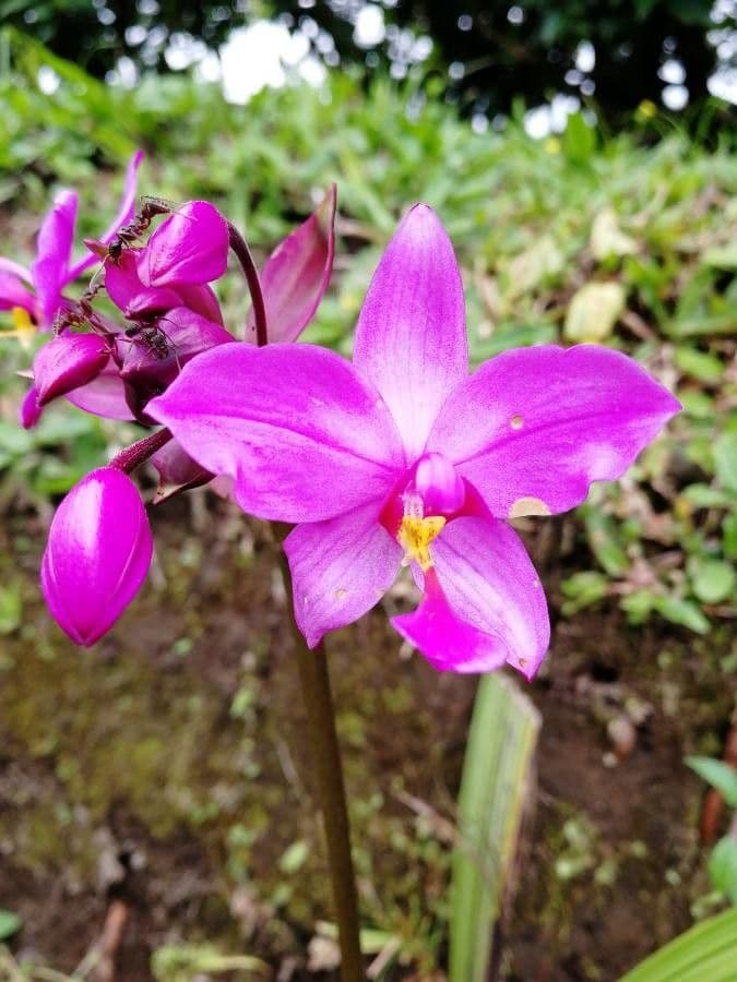 Spathoglottis plicata