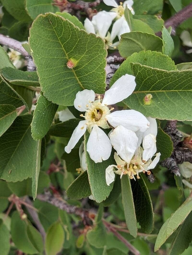 Amelanchier utahensis