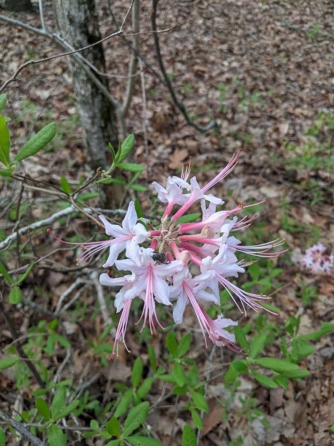 Rhododendron canescens