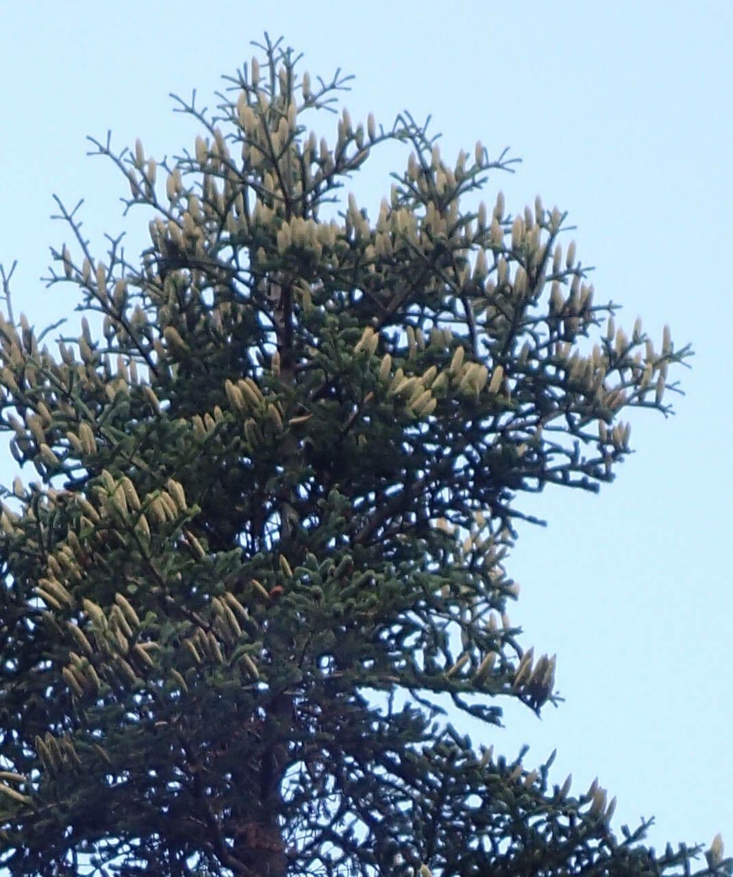 Abies cephalonica