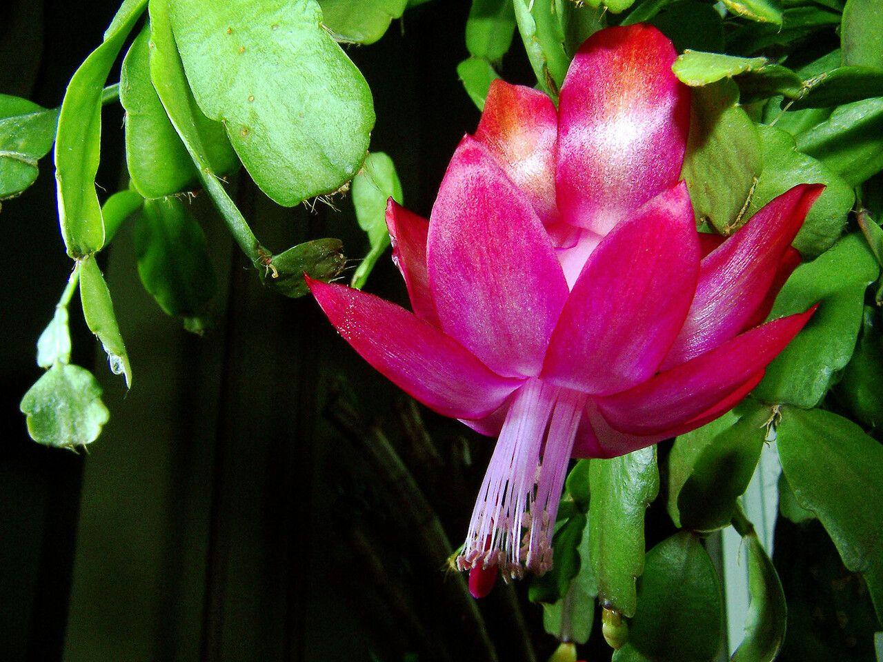 Schlumbergera russelliana