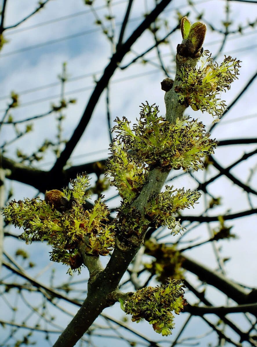 Fraxinus latifolia