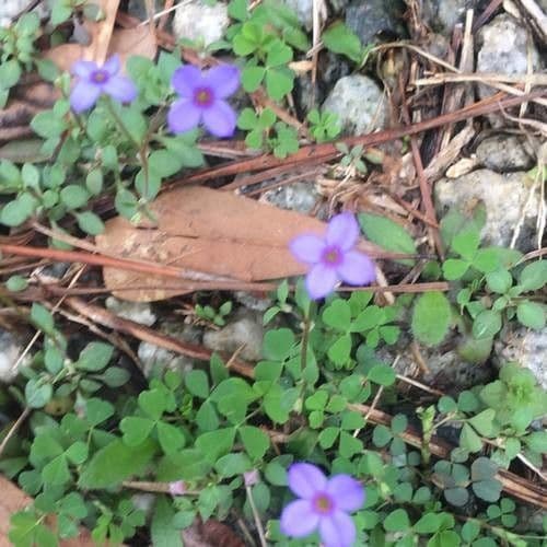 Houstonia pusilla