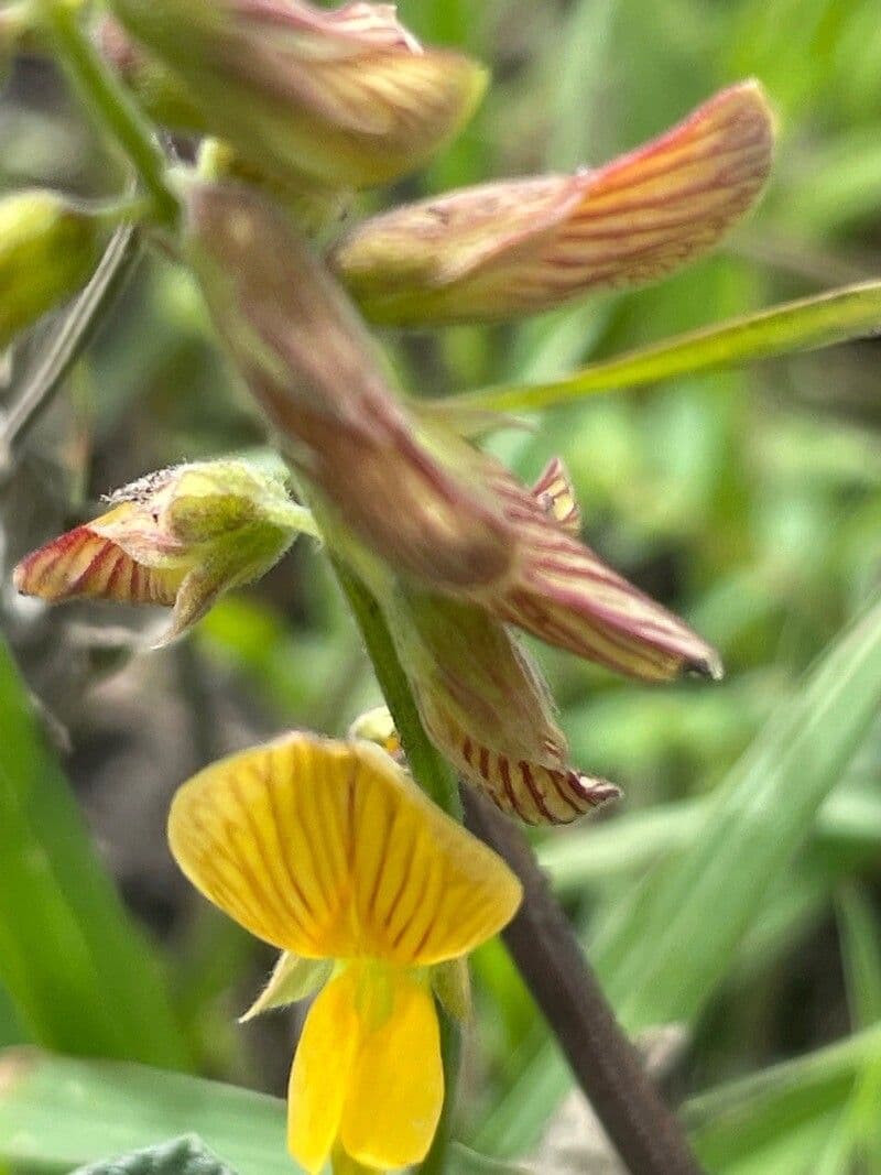 Rhynchosia minima