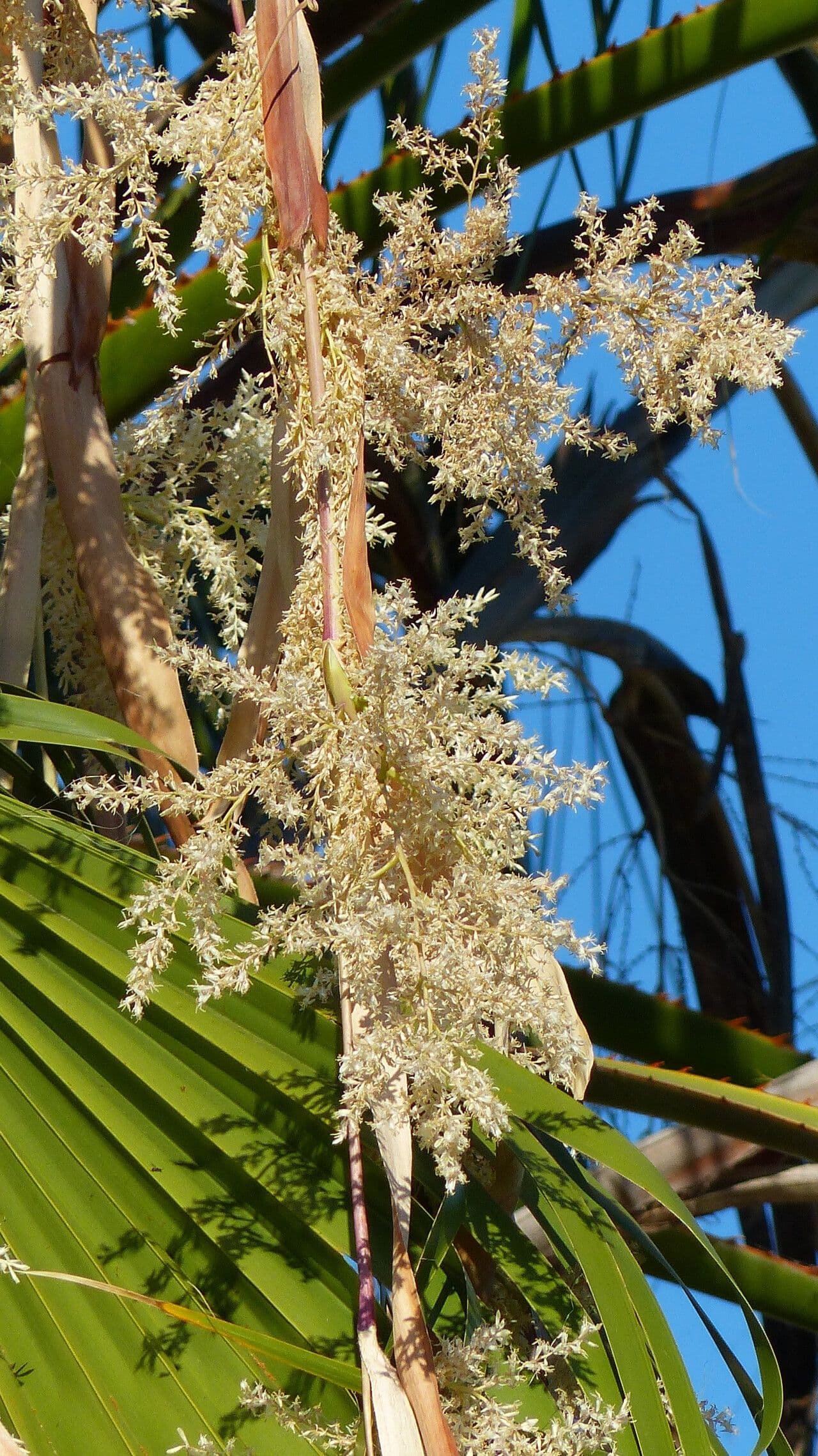 Washingtonia filifera