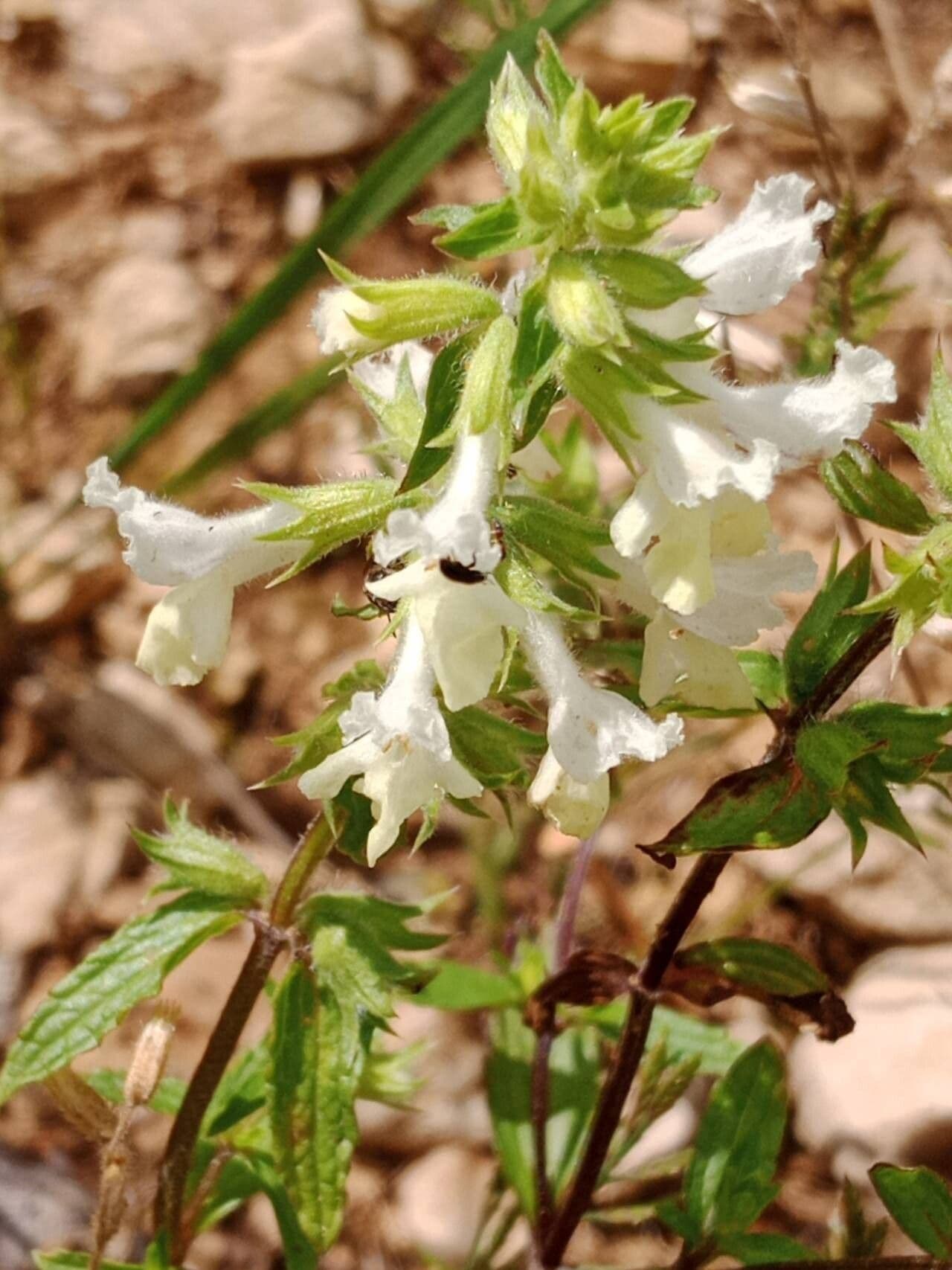 Stachys annua