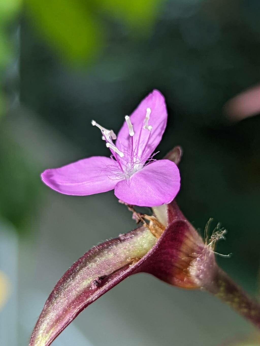 Tradescantia zebrina