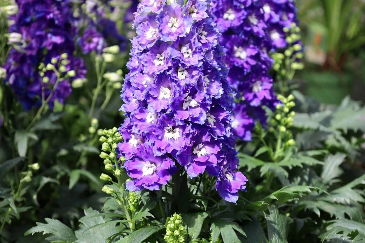 Delphinium elatum