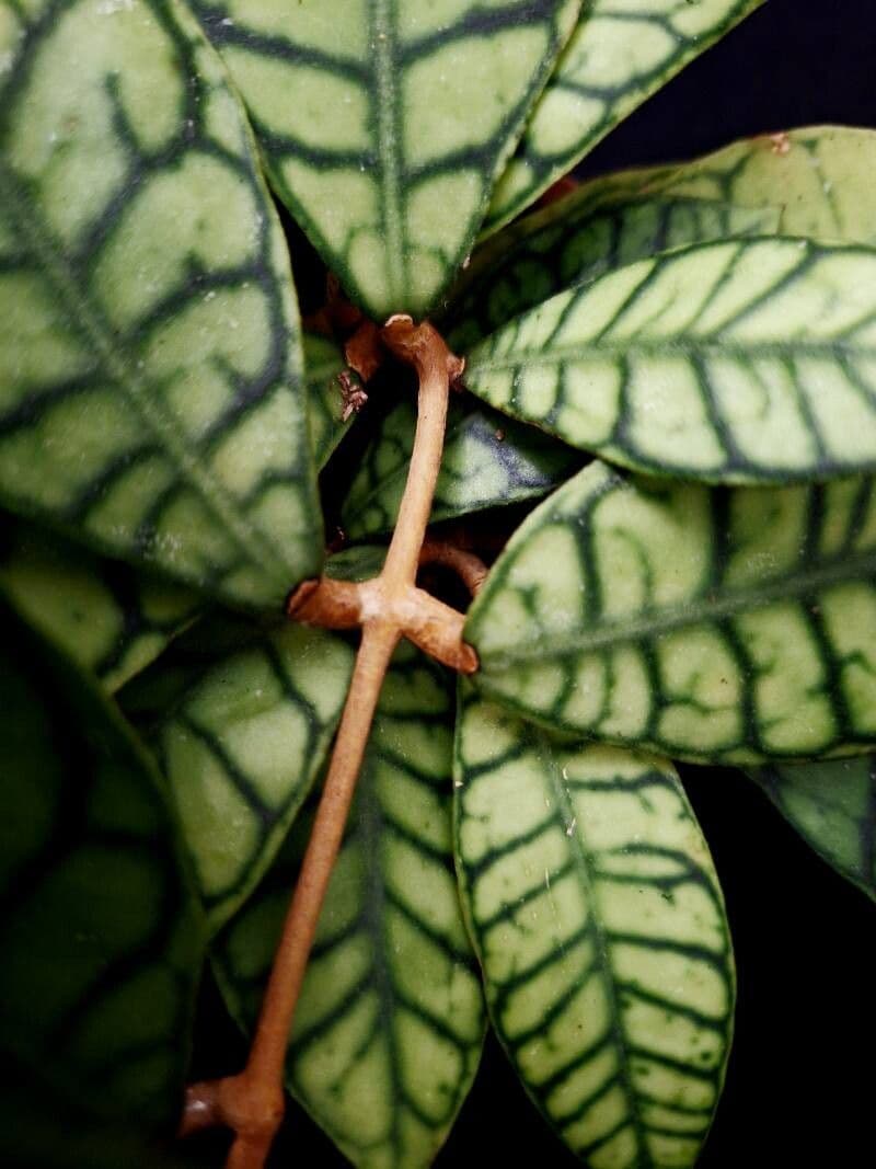 Hoya callistophylla