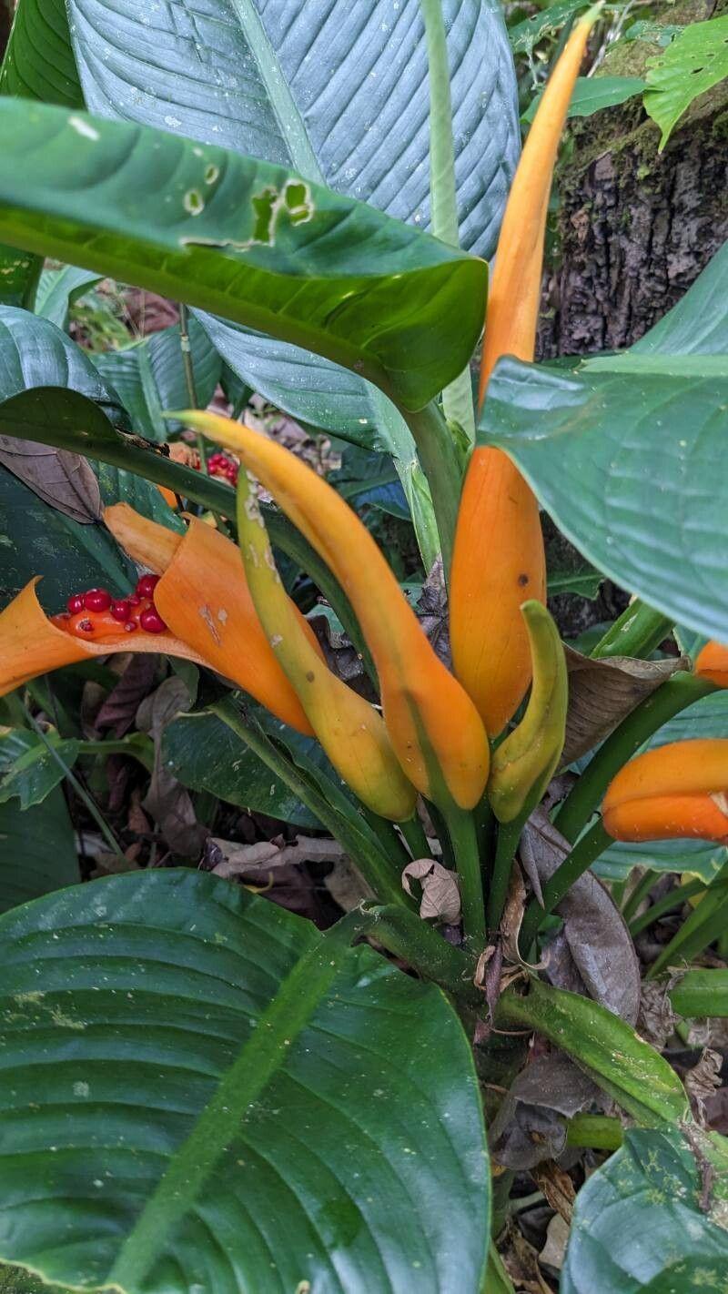 Dieffenbachia oerstedii