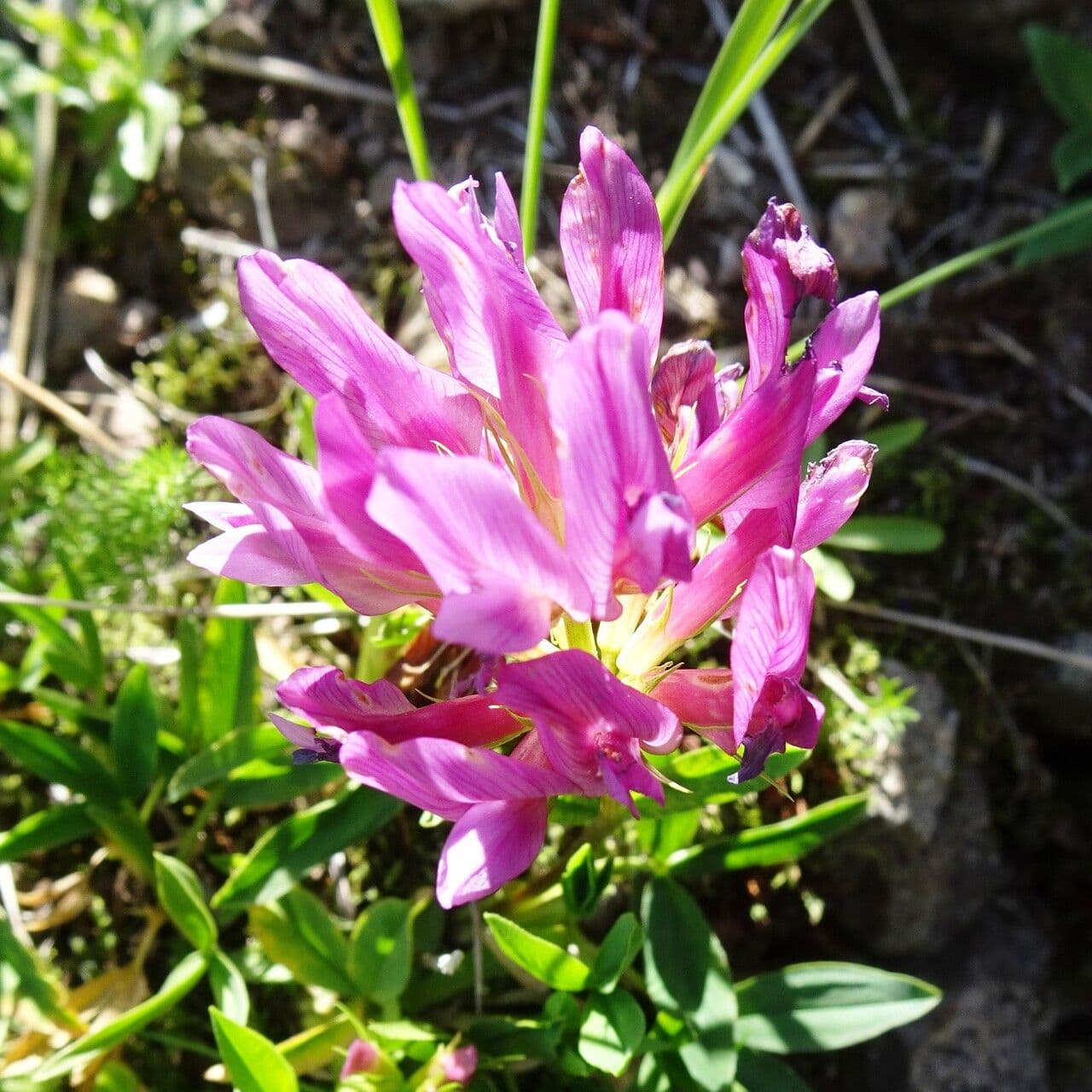 Trifolium alpinum