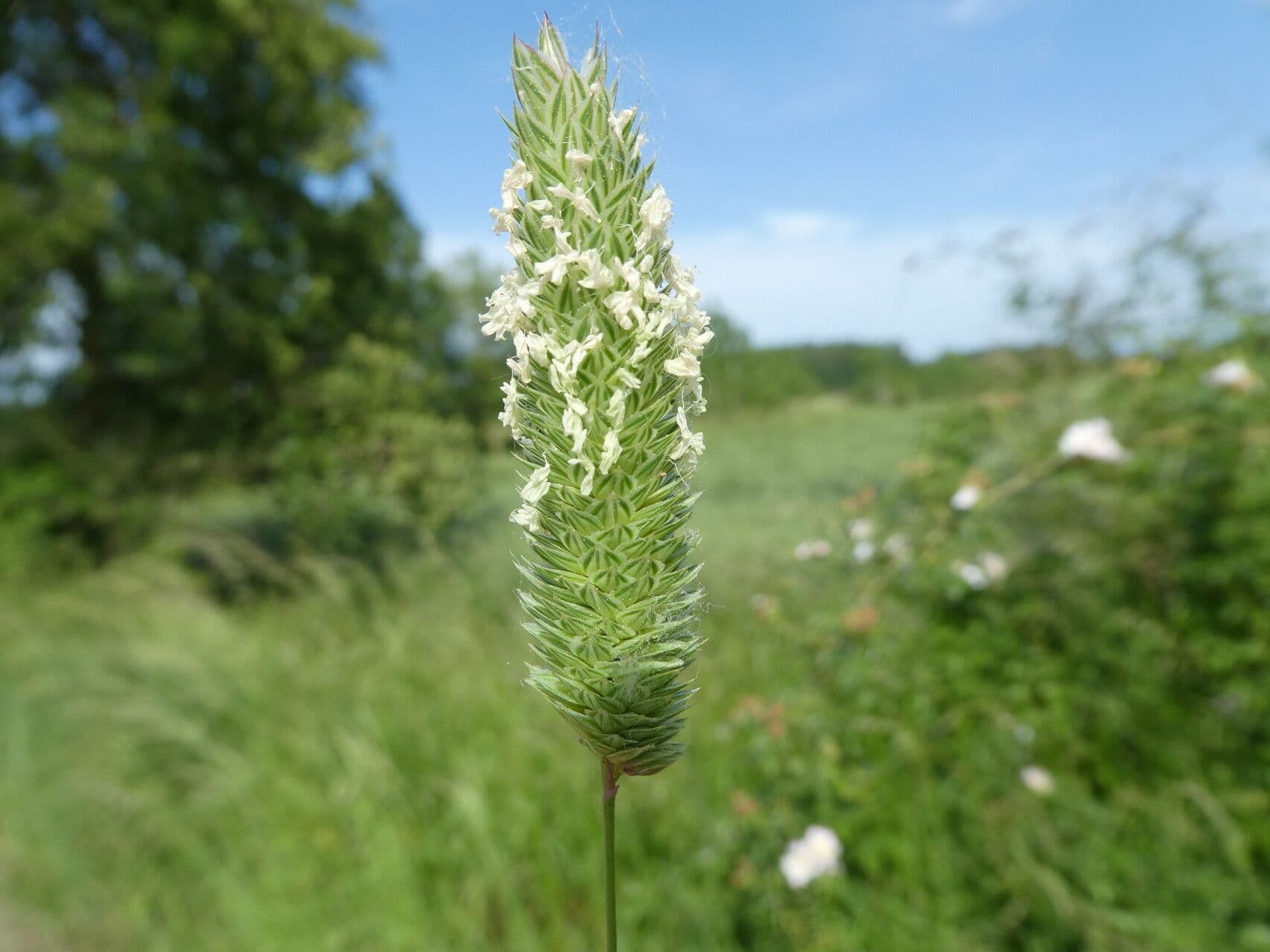 Phalaris minor