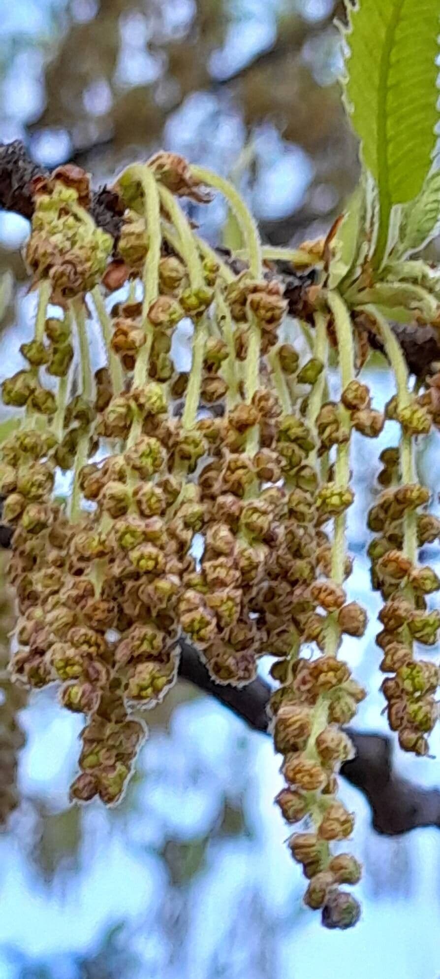 Quercus castaneifolia