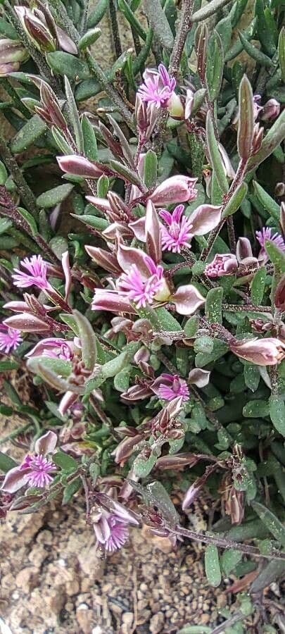 Polygala rupestris