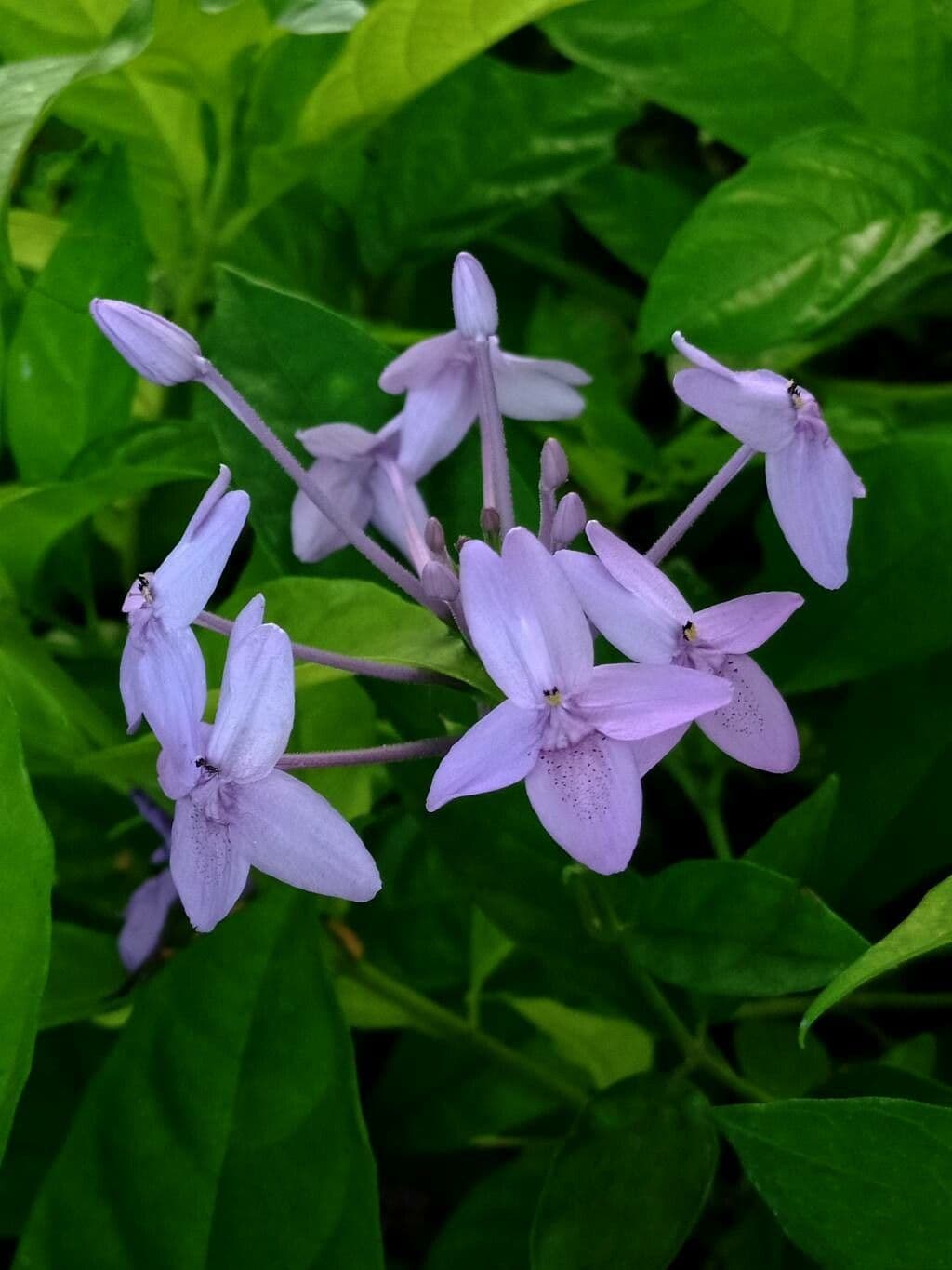 Pseuderanthemum grandiflorum