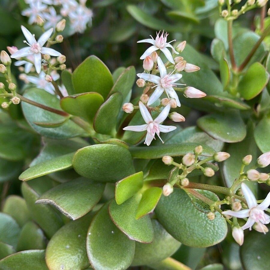 Crassula ovata