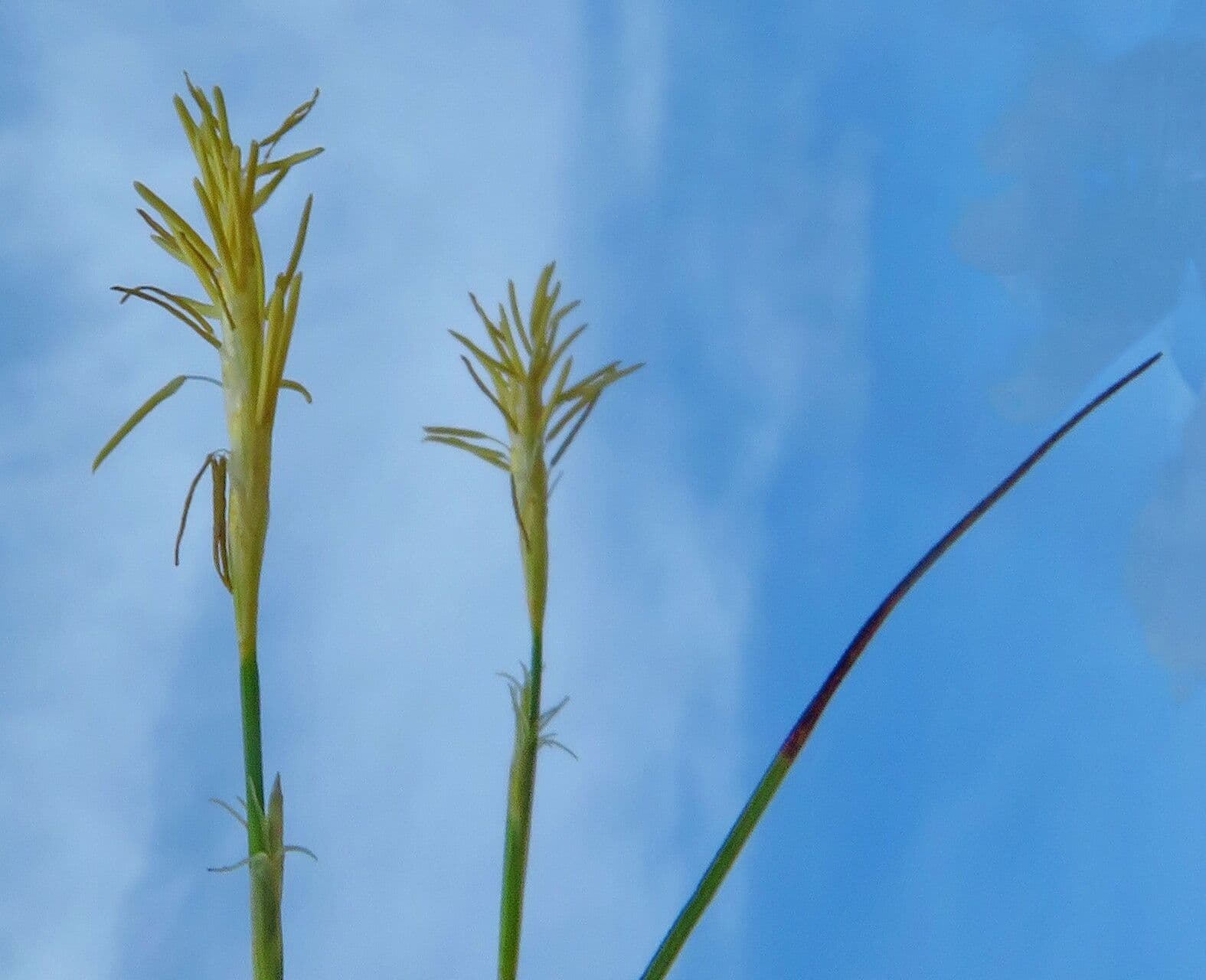 Carex caryophyllea