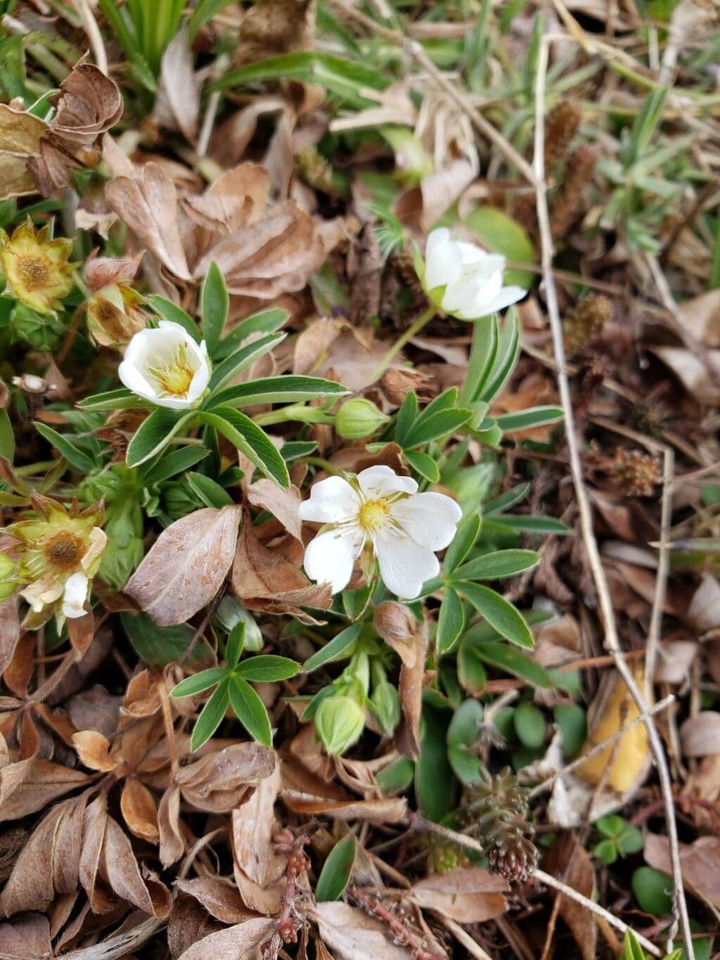 Potentilla alba