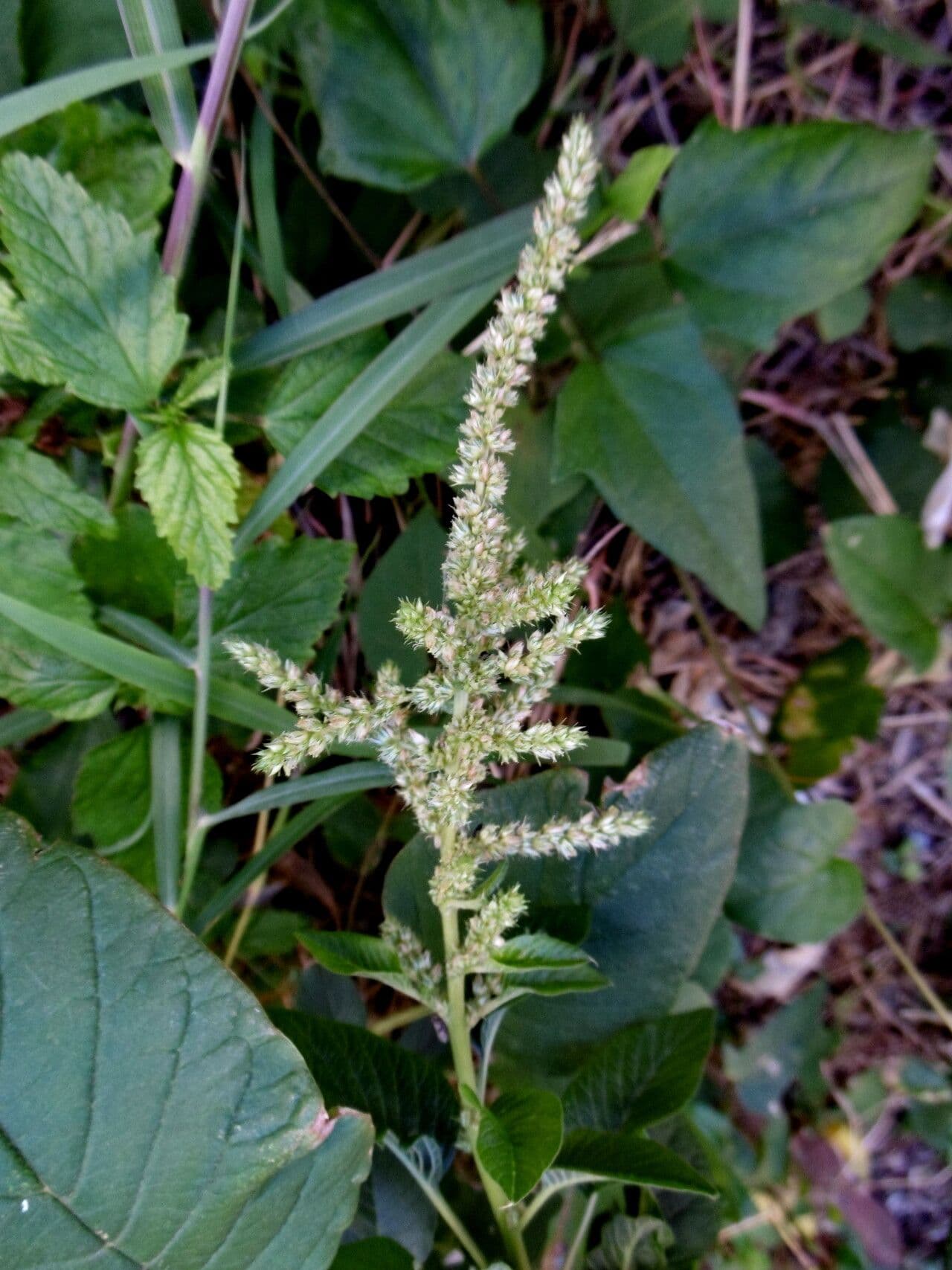 Amaranthus viridis