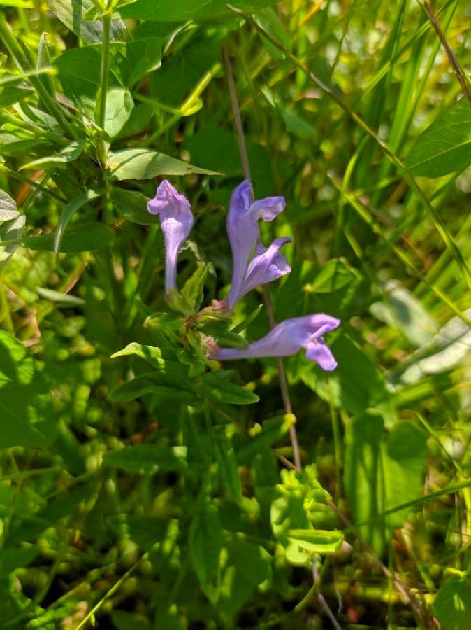 Scutellaria integrifolia