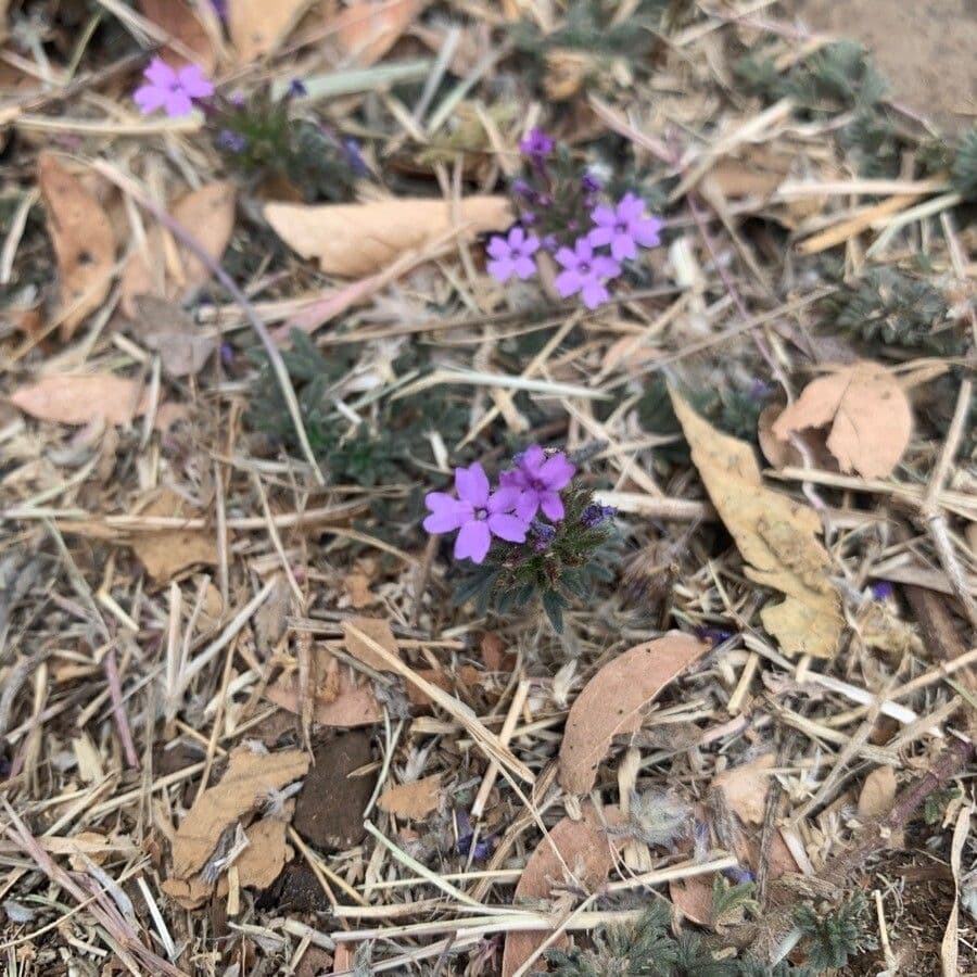 Verbena gooddingii