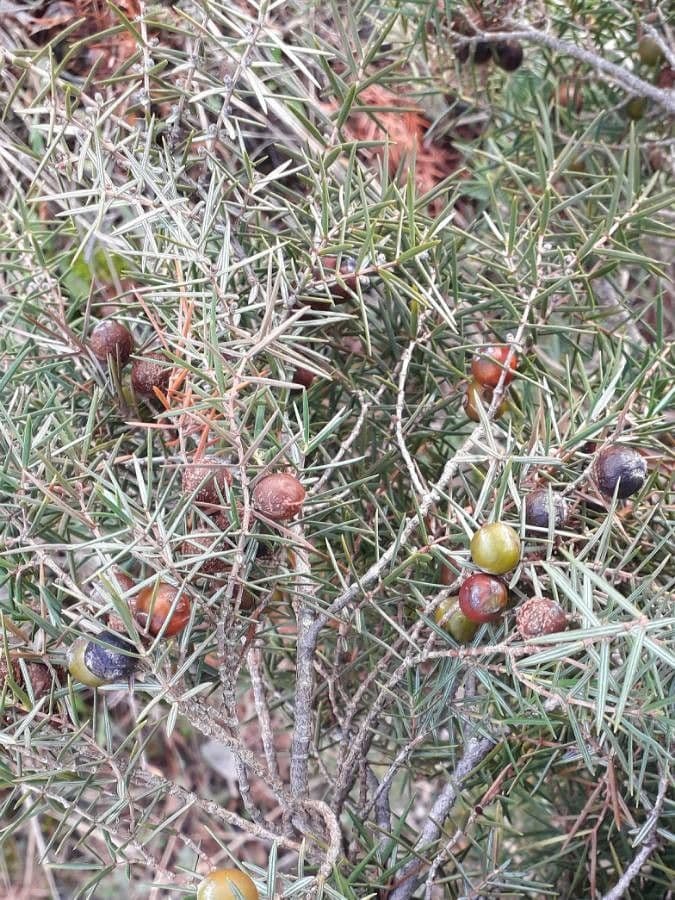 Juniperus oxycedrus