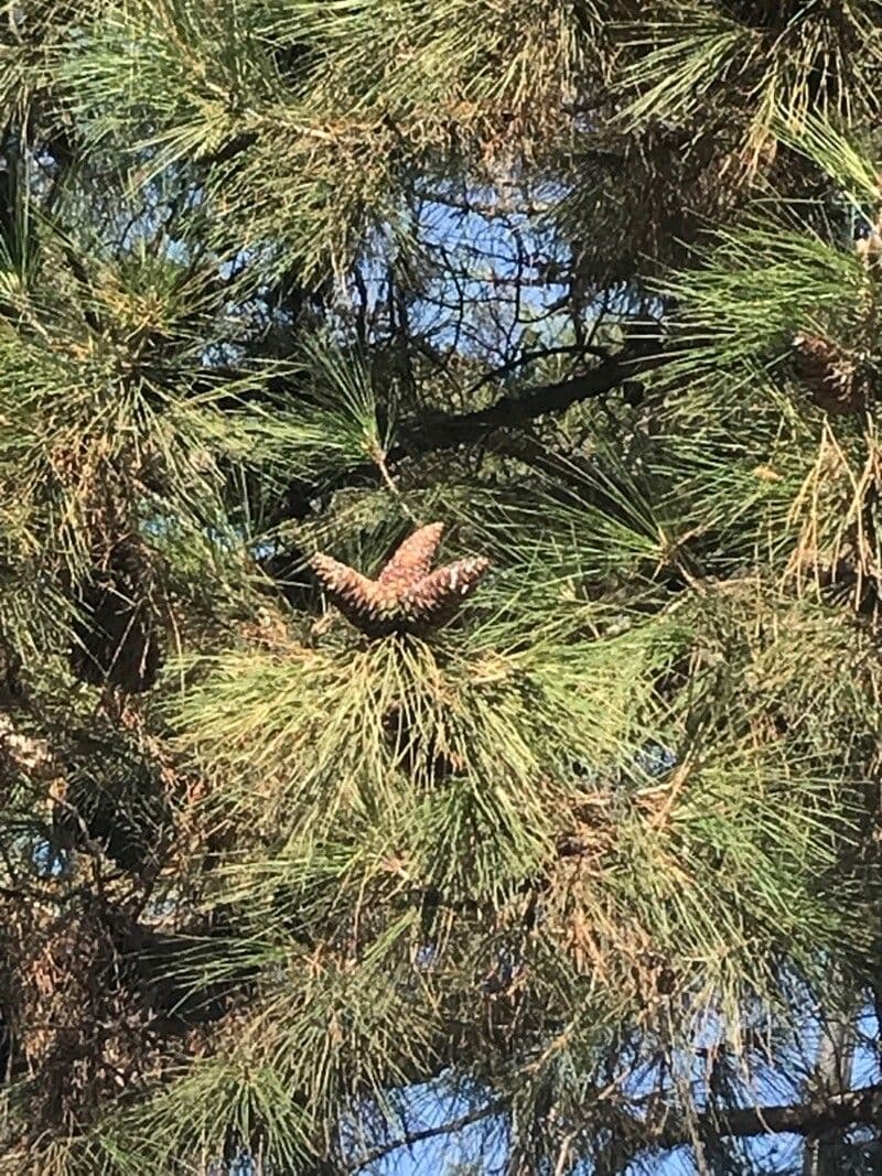 Pinus radiata