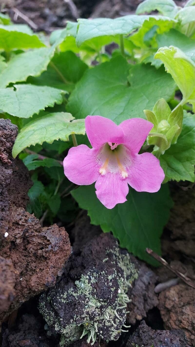 Lophospermum erubescens