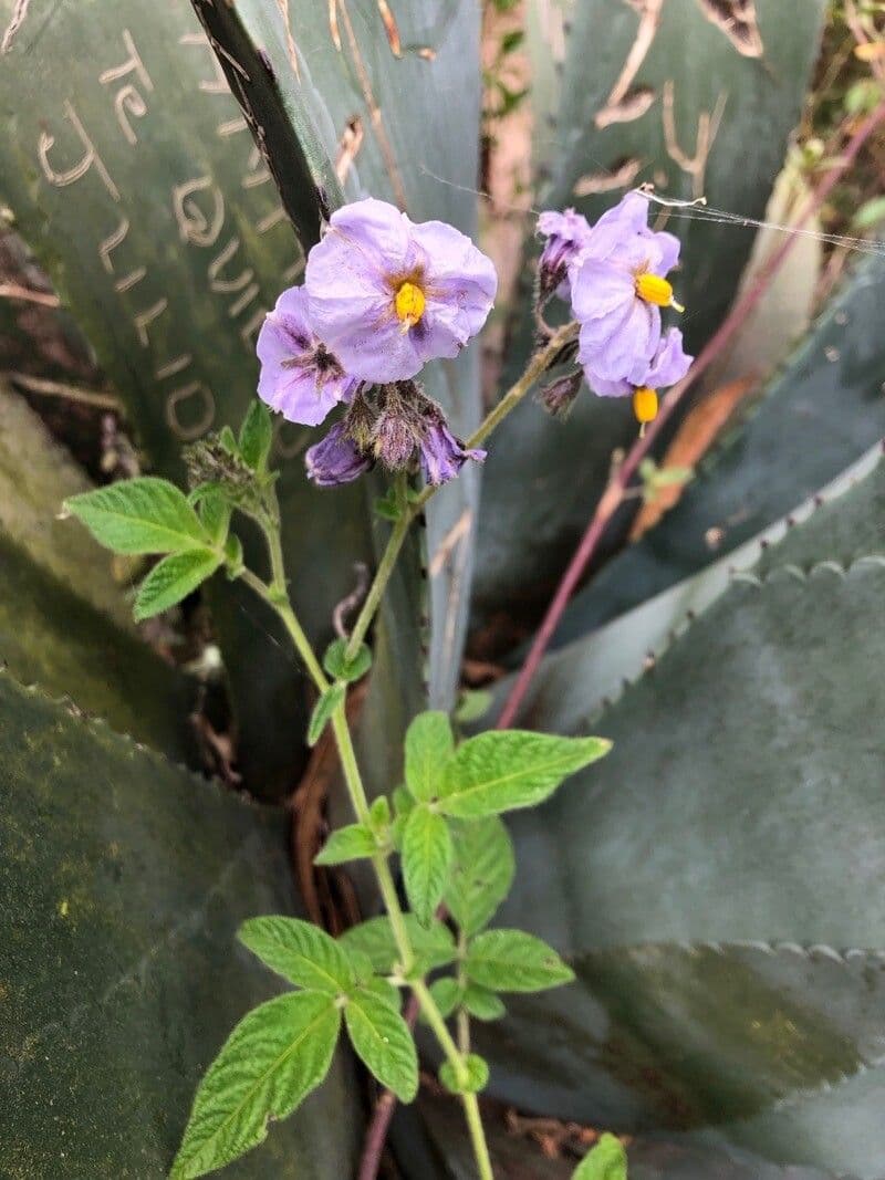 Solanum umbelliferum