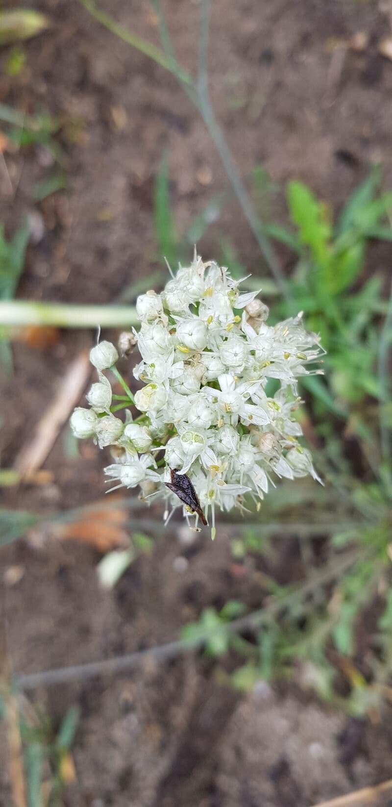 Allium cepa