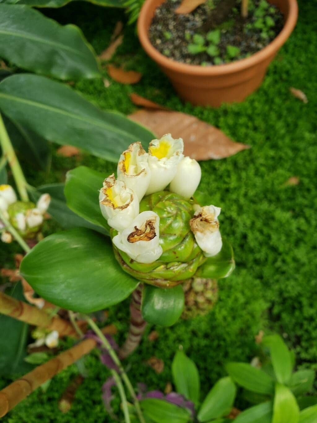Tapeinochilos ananassae