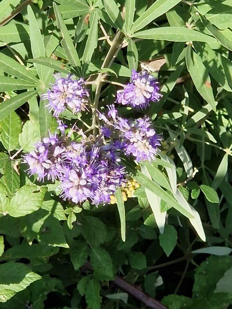 Vitex agnus-castus