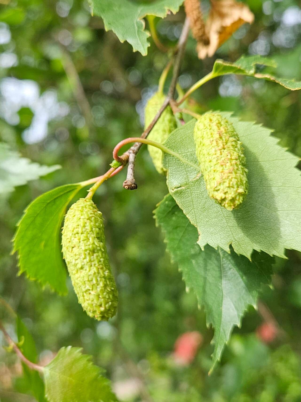 Betula pubescens