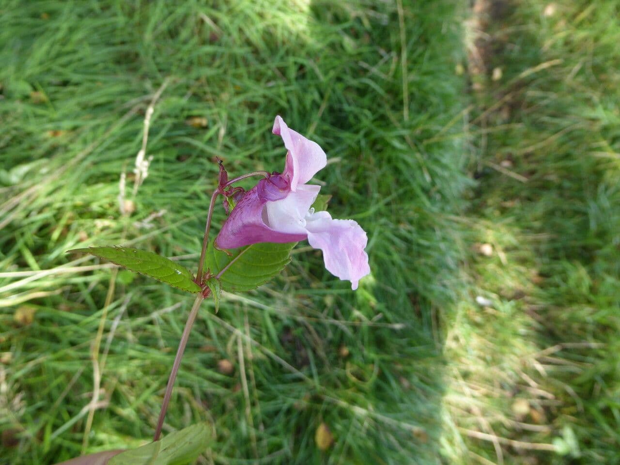 How To Grow Impatiens glandulifera | EarthOne