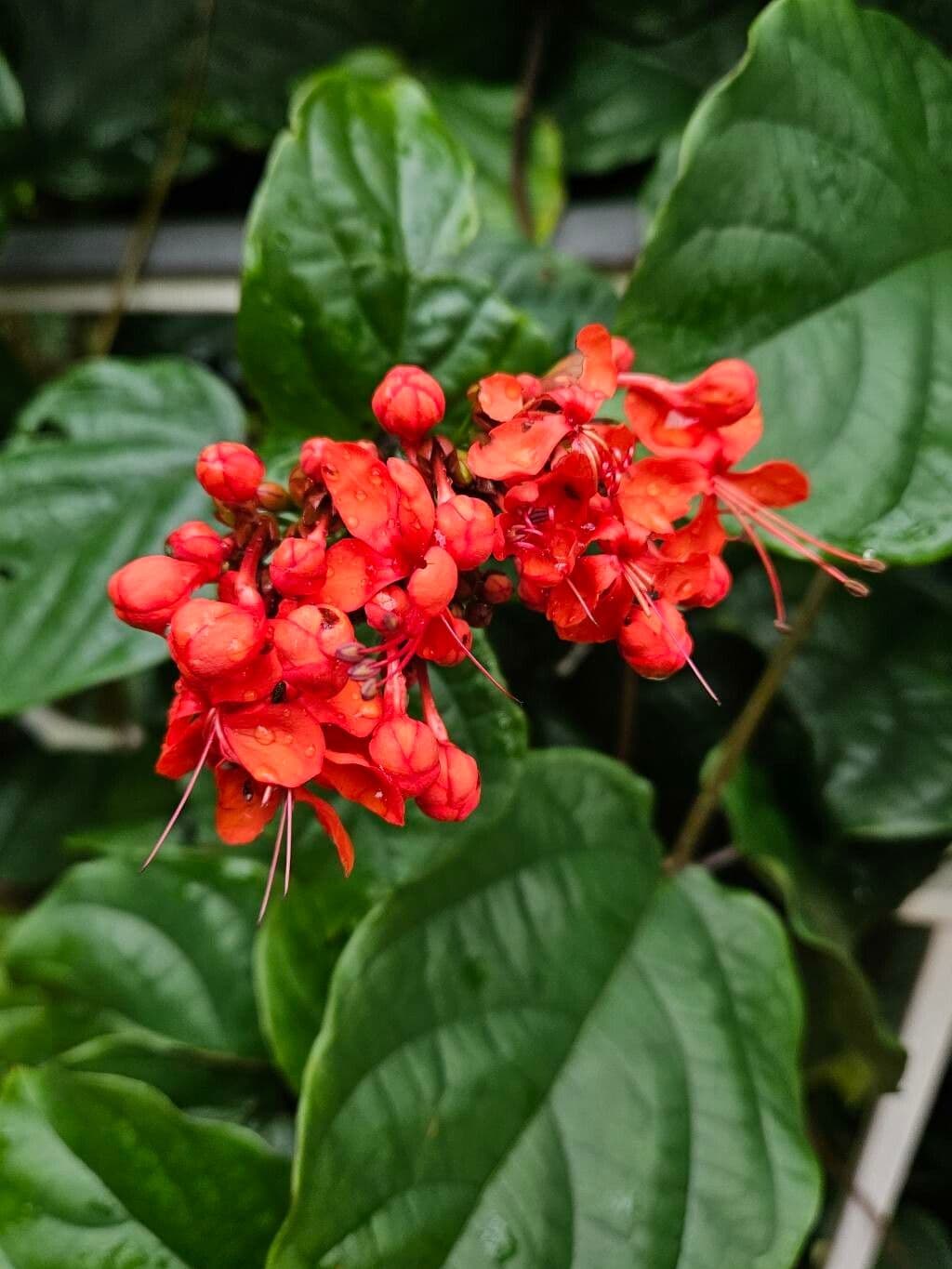 Clerodendrum splendens