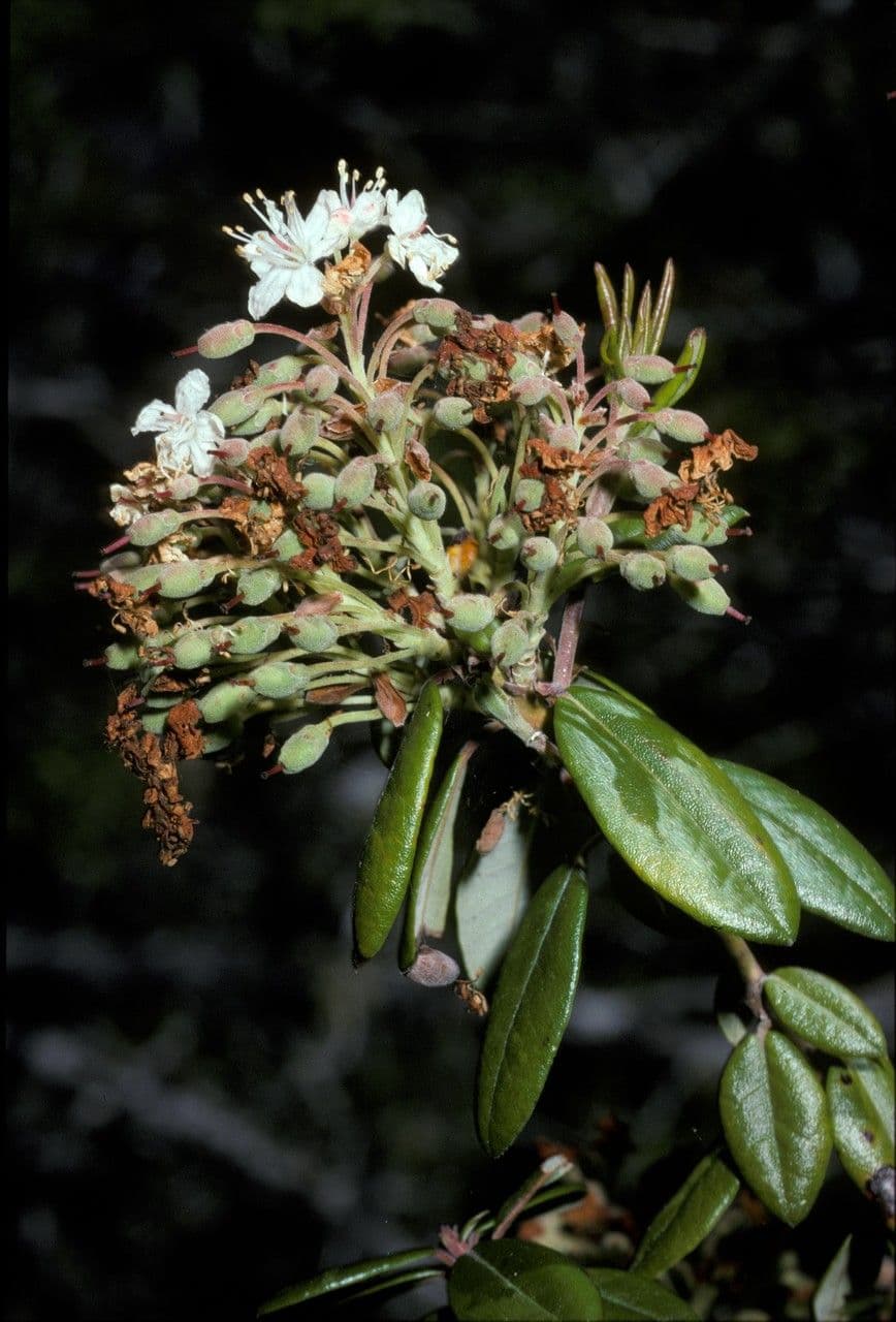 Rhododendron columbianum