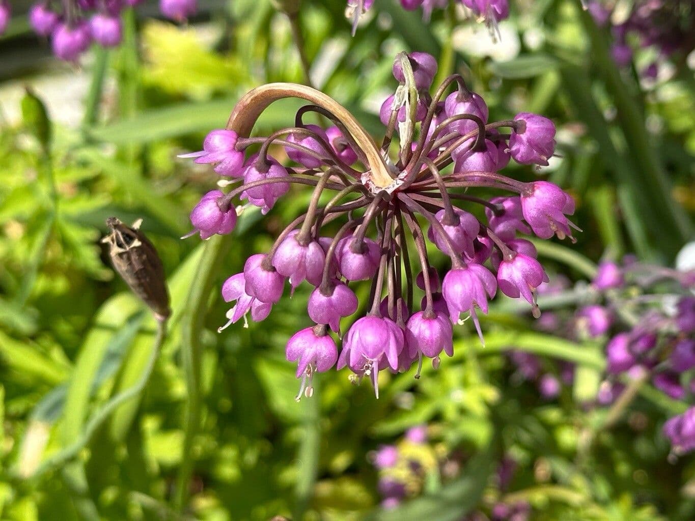 Allium cernuum