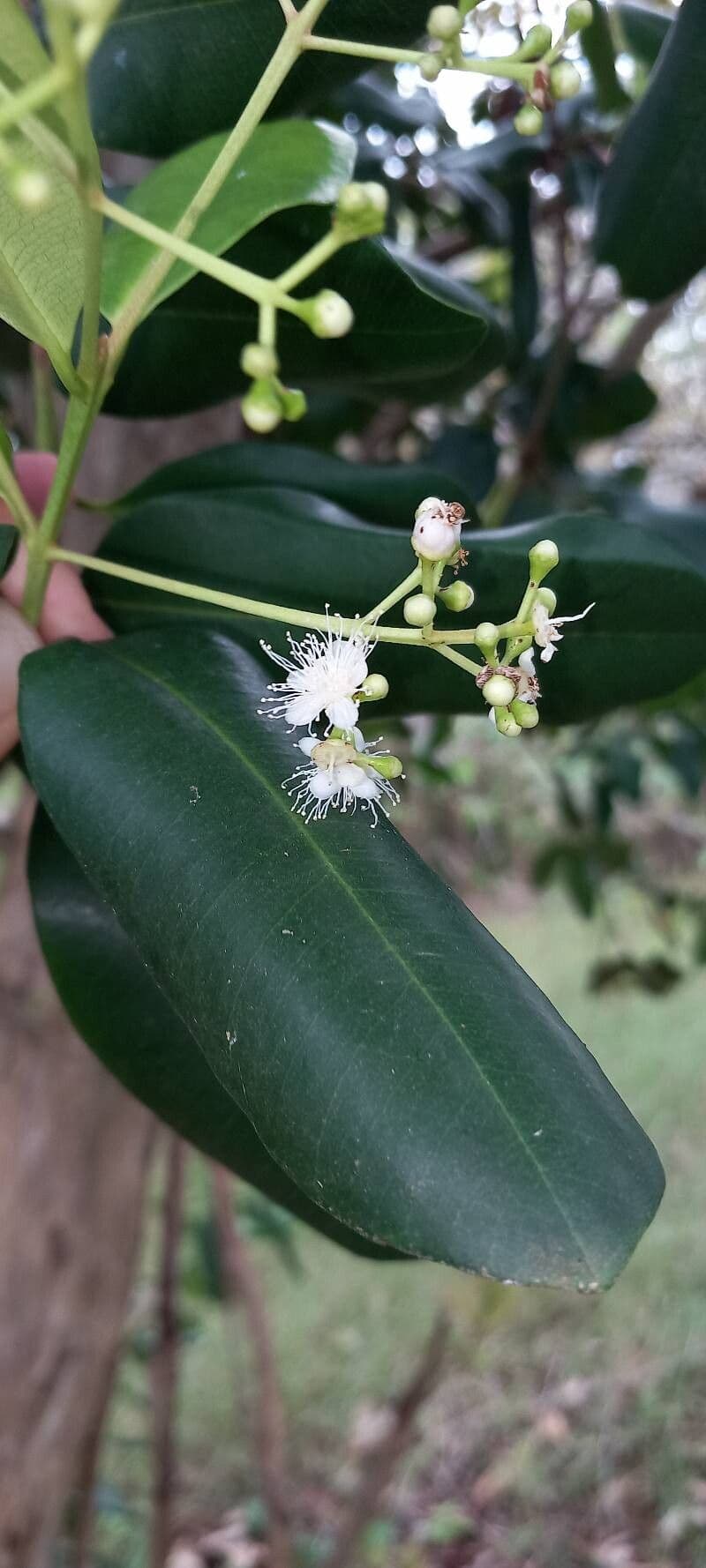 Pimenta racemosa
