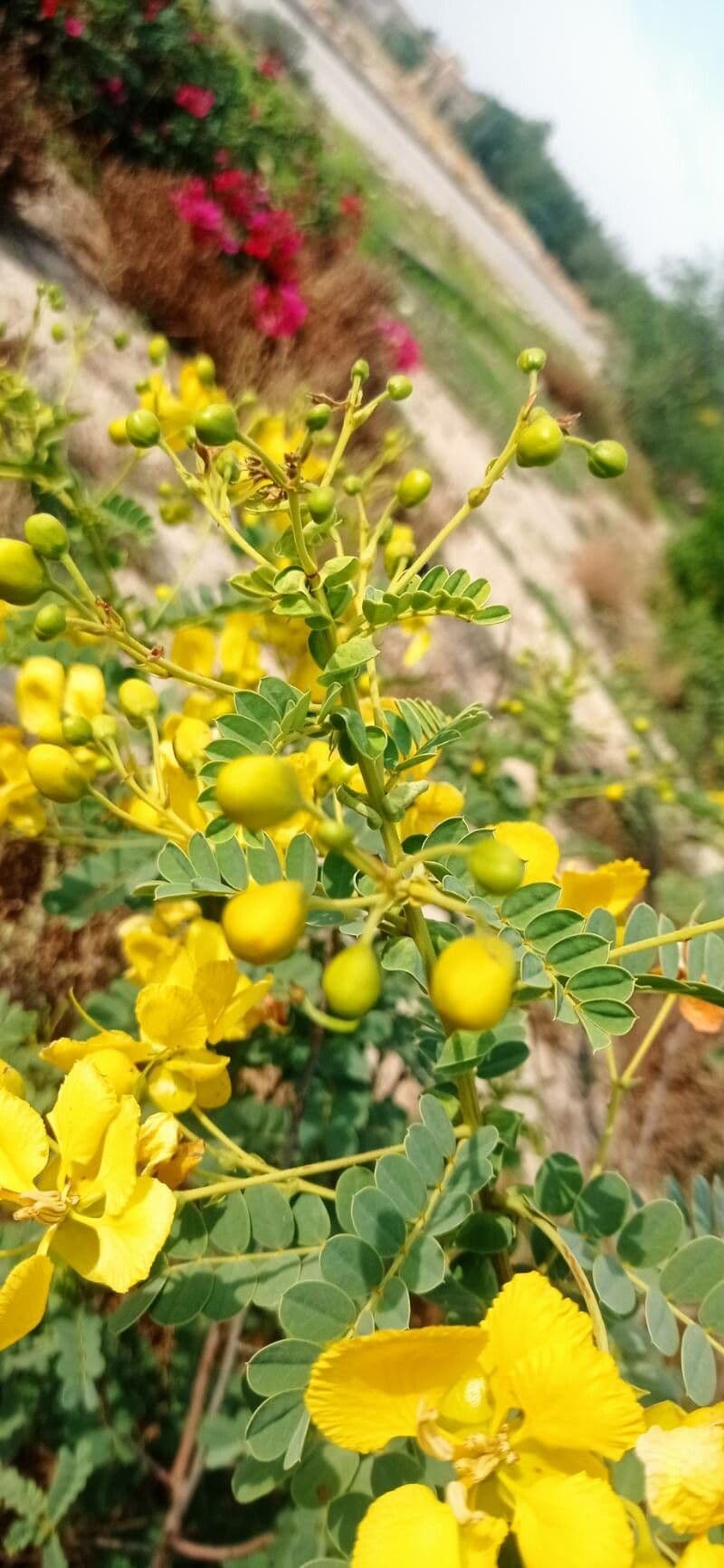 Senna auriculata