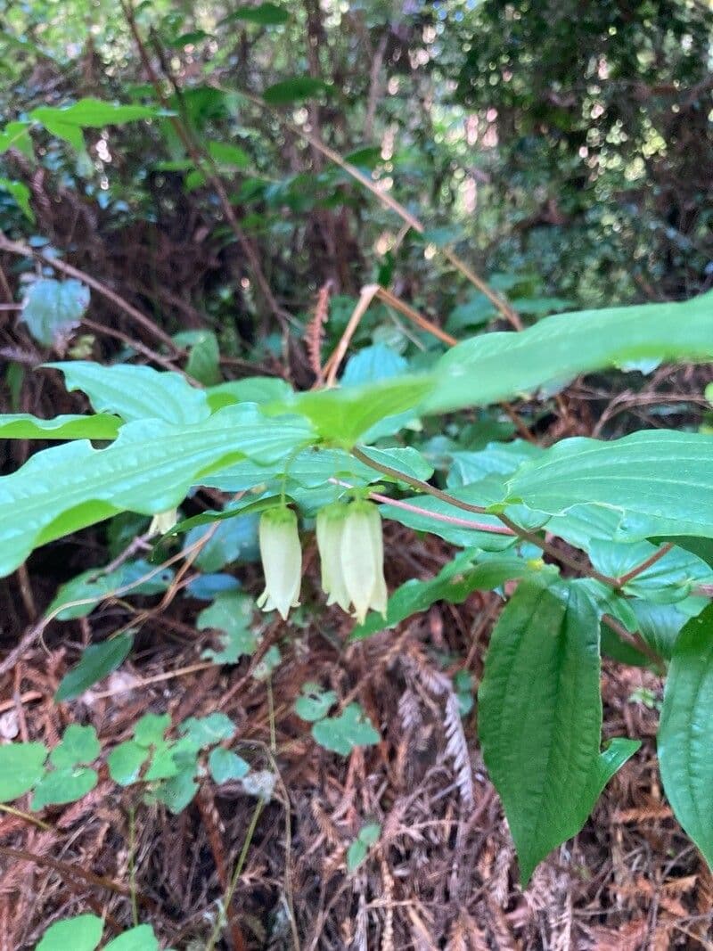 Prosartes smithii